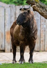 Fototapeta premium Mishmi takin