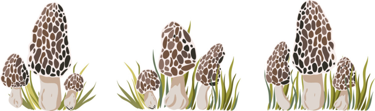 Collection of edible morel mushrooms Morchella growing among green forest grass. Botanical vector illustration isolated on white background. Perfect for culinary design, food packaging, mushroom 