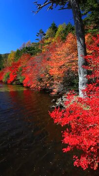 白駒池のドウダンツツジの紅葉
