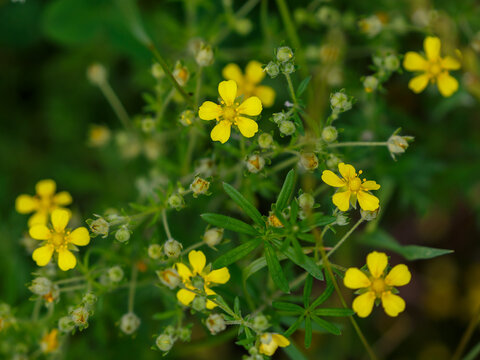 Potentilla argentea ( Latin - Potentilla argentea ) is a perennial herbaceous plant; a species of the genus Potentilla of the rose family Rosaceae . It is considered a medicinal plant.