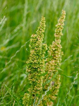 Rumex confertus is a perennial herbaceous plant ; a species of the genus Sorrel ( Rumex ) of the buckwheat family ( Polygonaceae )