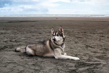 husky on the beach © Nomar
