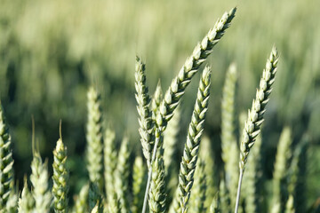 Fototapeta premium Ripening green wheat stalks standing tall for climate resilient agriculture and grain breeding macro shot