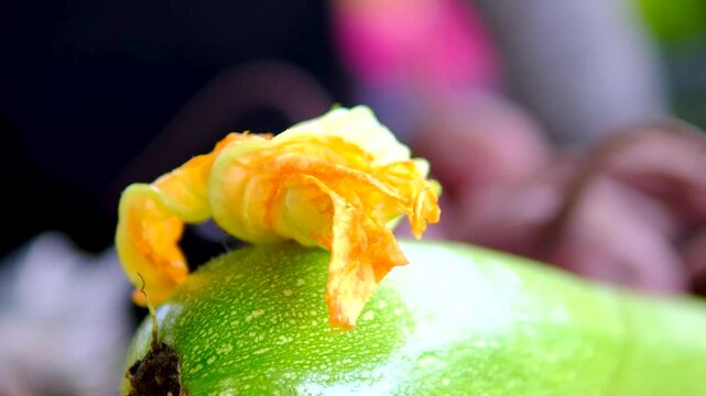 Courgettes young zucchini with flowers on the market young zucchini at the market, a yellow zucchini flower adorns the farmer window, beets in the background