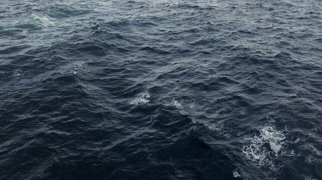 Small pod of dolphins swimming through rippling ocean water
