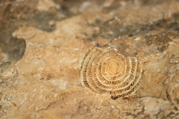 Ancient spiral shell fossil in limestone rock closeup. Macro shot of a prehistoric ammonite or nummulite fossil imprint embedded in solid limestone stone. Natural geological background texture. © Olena