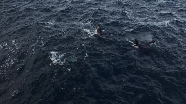 Dolphins Surfacing in Choppy Open Ocean Water