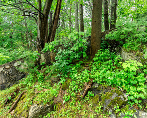 Obraz premium Moss Covered Stone Retaining Wall in a Lush Deciduous Forest Landscape