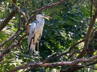 Fototapeta premium Grey heron resting on tree branch during summer heat