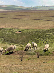 Fototapeta premium Sheep grazing pasture in Kenya before rotation to potato production