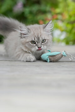 Funny Siberian Kitten with Tongue Out Focuses on Object &mdash; Ideal Copy Space for Pet Food or Product Advertising on Outdoor Deck in Norway