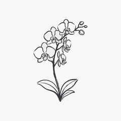 Fototapeta premium Orchid Flower Line Drawing Illustration Simple Sketch.