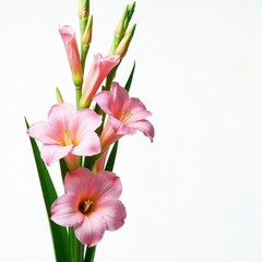 Fototapeta premium Pink gladiolus flowers bloom on green stems. Elegant floral stems with buds and open blossoms. Bright nature plant with fresh petals isolated on white.