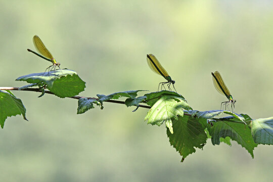 come una danza; femmine di libellula Calopteryx splendens