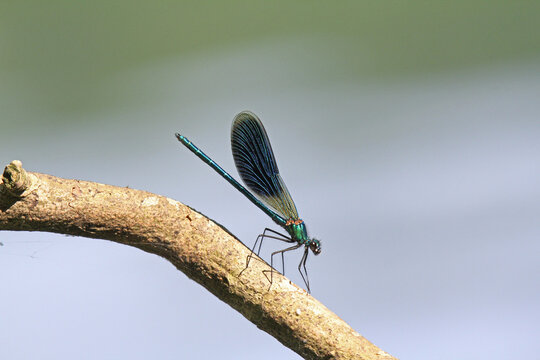 esile libellula dalle ali blu (Calopteryx splendens, maschio