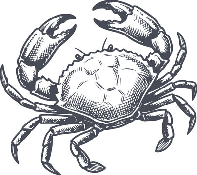 detailed crab illustration in black fill hand drawn style without white fills for marine or seafood designs