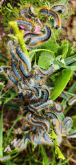 Fototapeta premium Close up of many blue and brown caterpillars of a butterfly. Macro. Close-up of a group colorful Eastern Tent Caterpillars of the family Lepidoptera in nature.