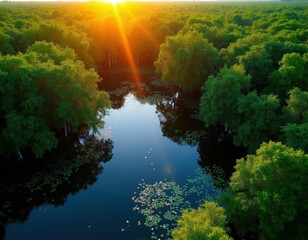 Obraz premium Aerial view of lush green mangrove forest at sunrise. Sunlight streams across calm dark water dotted with lily pads. Dense trees create a vibrant natural landscape.