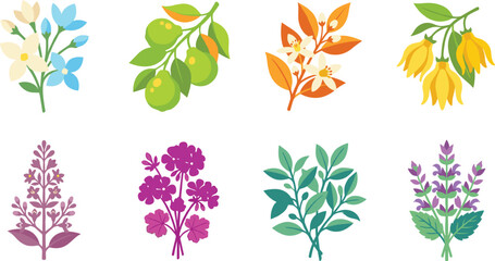 Fototapeta premium Vector illustration set of essential oil aromatic plants and aromatic flowers isolated on white background