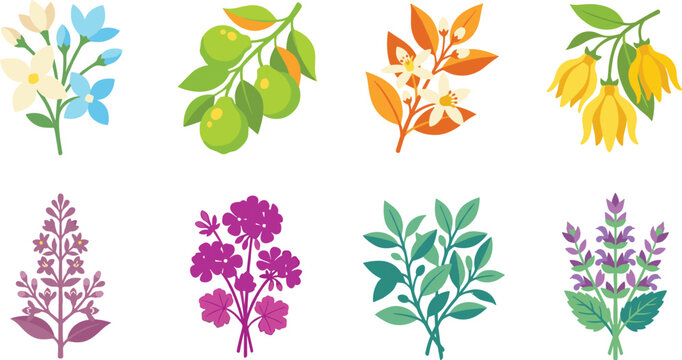 Vector illustration set of essential oil aromatic plants and aromatic flowers isolated on white background