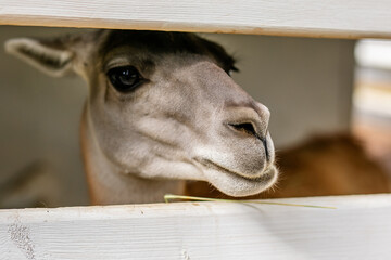 Fototapeta premium Close up portrait of calm alpaca looking through white wooden fence.