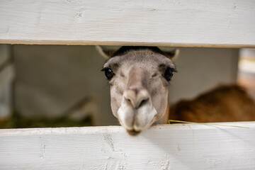 Fototapeta premium Extreme close up of alpaca muzzle behind white wooden fence with shallow depth of field.