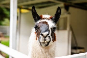 Fototapeta premium Side profile close up of black and white alpaca head beside white fence.