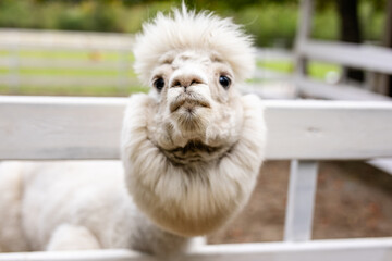 Fototapeta premium White alpaca close up looking over white wooden fence with fluffy face and soft blurred background.