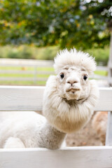 Fototapeta premium White alpaca close up looking over white wooden fence with fluffy face and soft blurred background.
