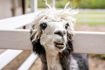 Fototapeta premium Black and white alpaca with curly hair looking through white wooden fence.