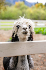Fototapeta premium Black and white alpaca with curly hair looking through white wooden fence.