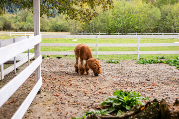 Fototapeta premium Brown alpaca standing in sandy paddock near white fence and green plants.