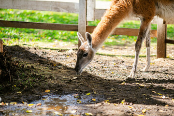 Obraz premium Lama grazing near puddles under tree in fenced animal park.