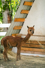 Fototapeta premium Brown alpaca portrait with shaggy fleece and soft blurred green background.