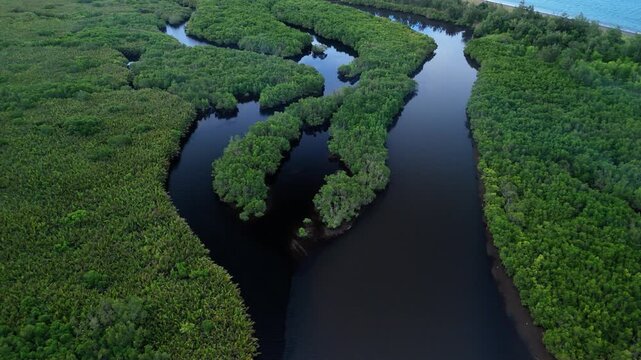 Aerial shot reveals a sinuous river through dense tropical mangrove forest forest. Ideal for travel films and nature concepts.
