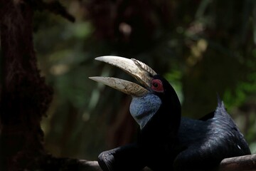 座ってくちばしを開くメスのシワコブサイチョウ © osaru_photos