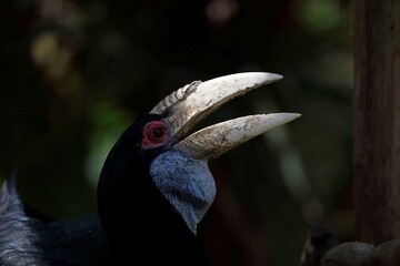 見上げるシワコブサイチョウの横顔のアップ © osaru_photos
