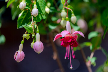 Obraz premium Selective focus of Fuchsia magellanica, Purple pink flower in the garden, Hummingbird fuchsia or hardy fuchsia is a species of flowering plant in the family Evening Primrose family, Floral background.