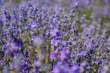 Fototapeta premium A dense cluster of blooming lavender bushes photographed close up, with tall green stems and purple flowers filling the frame against a blurred green background