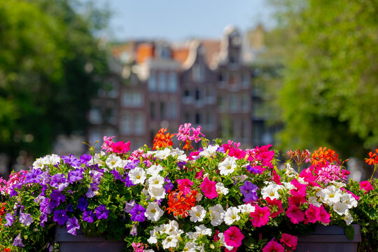 Amsterdam canal bridge decorated with a bush of Petunia flowers on the railing in summer, Beautiful ornamental flowering plants with blurred view of architecture traditional houses, Nature background.