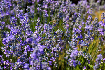 Fototapeta premium A dense cluster of blooming lavender bushes photographed close up, with tall green stems and purple flowers filling the frame against a blurred green background