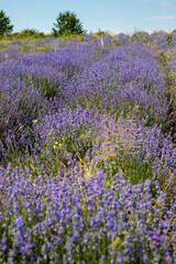 Obraz premium Rows of blooming purple lavender stretch across a field toward a tree line under a clear blue sky, with a dirt path visible between the dense bushes in bright sunlight
