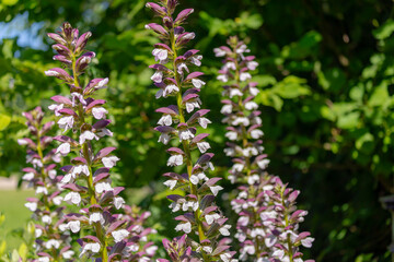 Fototapeta premium Selective focus of purple white flowers Acanthus spinosus with green leaves in the garden, The spiny bear's breech is a species of flowering plant in the family Acanthaceae, Natural floral background.