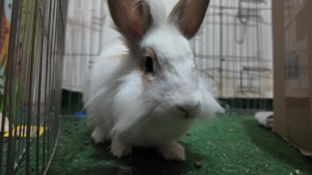 Close-up shot of an adorable white domestic rabbit, Oryctolagus cuniculus domesticus, with long ears, inside its cage habitat. The rabbit stands still, looking directly into the camera. The mood is