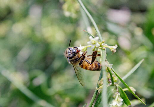 European bee on a flower collecting nectar.
Abeja europea sobre una flor recolectando n&eacute;ctar.