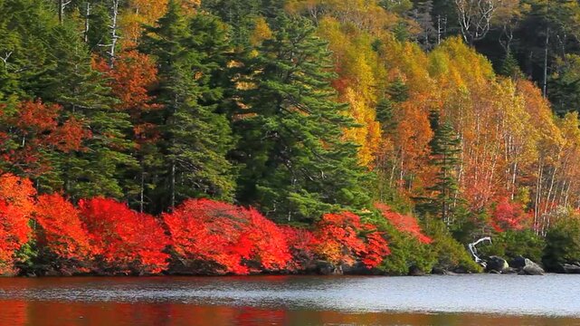 白駒池のドウダンツツジとダケカンバの紅葉