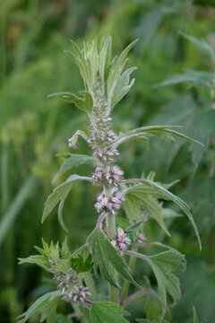 Leonurus cardiaca plant. Mother wort with pink flowers, green stem and leaves.