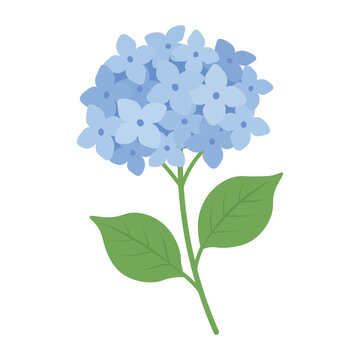 Delicate blue garden flower with green leaves for floral cards, prints and spring designs.