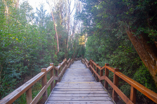 View of some arrayan trees at the Parque Nacional Los Arrayanes (Los Arrayanes National Park) - Villa La Angostura, Argentina