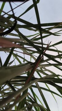 Long Green Leaves Silhouette Against Bright Sky